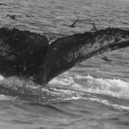 Fluke of CAEP-005