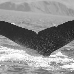 Fluke of CAEP-260