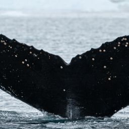 Fluke of HW-MN1302708
