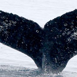 Fluke of HW-MN1302714