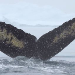 Fluke of HW-MN1302716