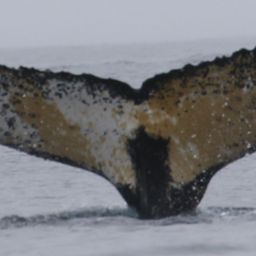 Fluke of HW-MN1302719