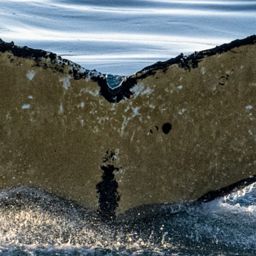 Fluke of HW-MN1302723