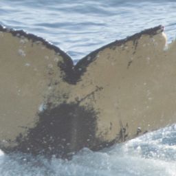 Fluke of HW-MN1302732