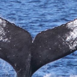 Fluke of CAEP-117