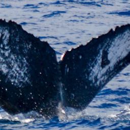 Fluke of CAEP-111