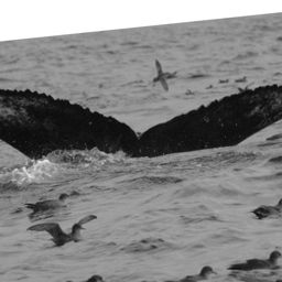 Fluke of CAEP-131