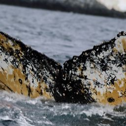 Fluke of HW-MN1302755