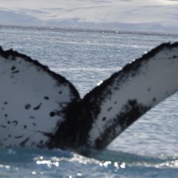 Fluke of HW-MN1302771