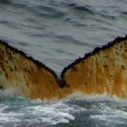 Fluke of HW-MN1302775