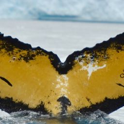 Fluke of HW-MN1302773