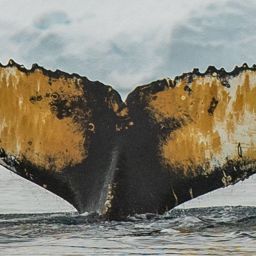 Fluke of BTBEL-Mn20_045M_H