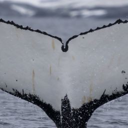 Fluke of HW-MN1302777