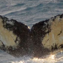 Fluke of HW-MN1302781