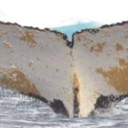 Fluke of HW-MN1302789
