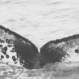 Fluke of Big Dipper