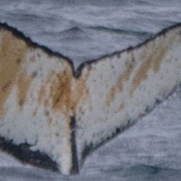 Fluke of HW-MN1302797