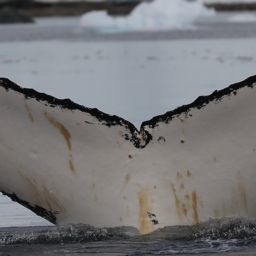 Fluke of HW-MN1302801