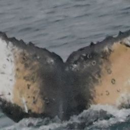 Fluke of HW-MN1302828