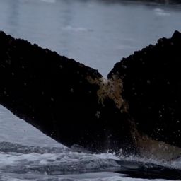 Fluke of HW-MN1302836