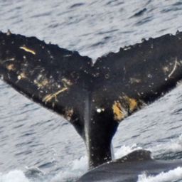 Fluke of HW-MN1302844
