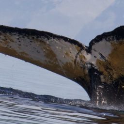 Fluke of HW-MN1302846