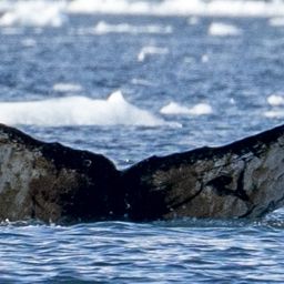 Fluke of HW-MN1302856