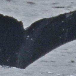 Fluke of HW-MN0300639