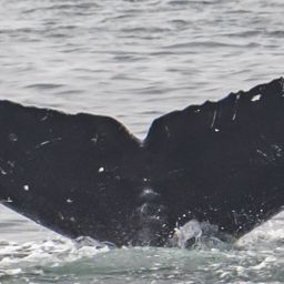 Fluke of CRC-15182