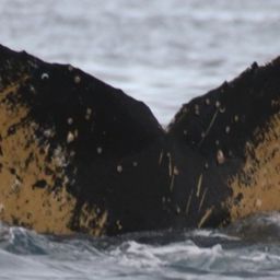 Fluke of HW-MN1302871
