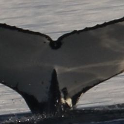 Fluke of HW-MN1302890
