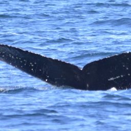 Fluke of Barnacle Bill