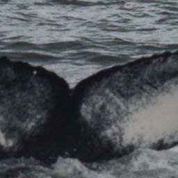 Fluke of King Louis