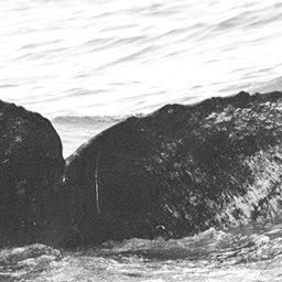 Fluke of CRC-15184