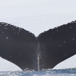 Fluke of Whalie McWhaleface
