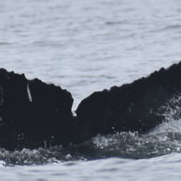 Fluke of CRC-16401