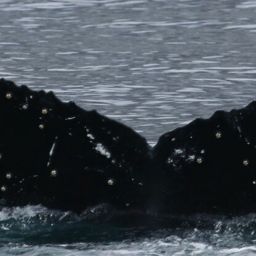 Fluke of Comb