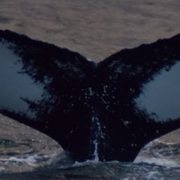 Fluke of Pär-Åke