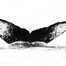 Fluke of Lamda