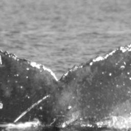 Fluke of HW-MN0442005