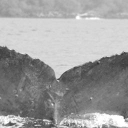 Fluke of HW-MN0442011