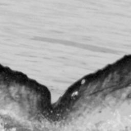 Fluke of BCZ0299
