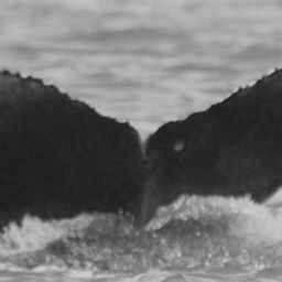 Fluke of HW-MN0442026