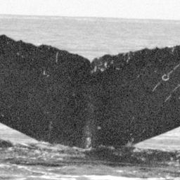 Fluke of HW-MN0441997