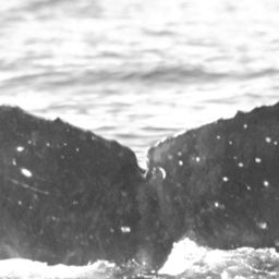 Fluke of HW-MN0441911