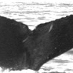 Fluke of SEAK-0951
