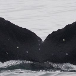 Fluke of CRC-10746