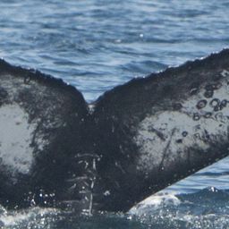 Fluke of CRC-16927