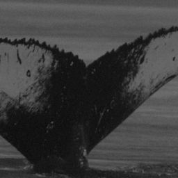 Fluke of Wyatt
