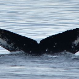 Fluke of CRC-17014